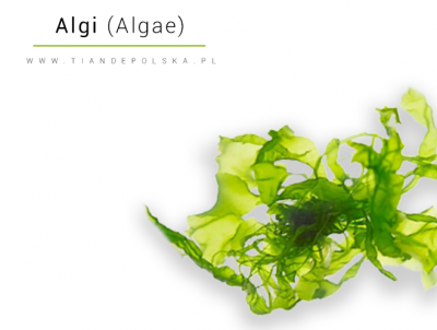 algi-skladnik-aktywny-algi-morskie-brunatne-w-kosmetyce-tiande.png
